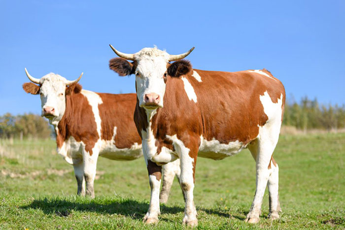 Bien-etre animal