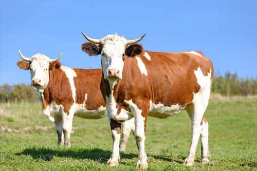 Bien-etre animal